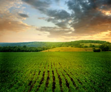 Farm Field Rows Shutterstock