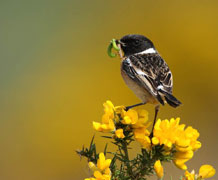 Dartmoor conservation main