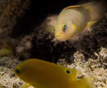 Dusky dottyback main