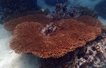 Tagged coral (Acropora downingi) colony hosts newly discovered symbiotic algae (Credit Wiedenmann, Burt, D'Angelo)