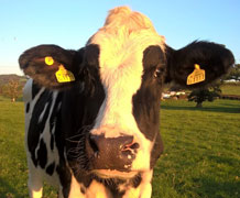 Cow Fiona Mathews Main