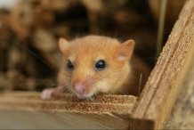Hazel dormouse