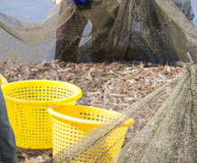 Shrimp farm shutterstock main