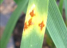 Stem rust