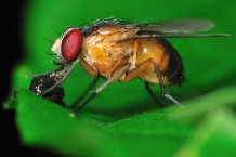 fruitfly_shutterstock